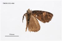 藏品(毒蛾科)的圖片